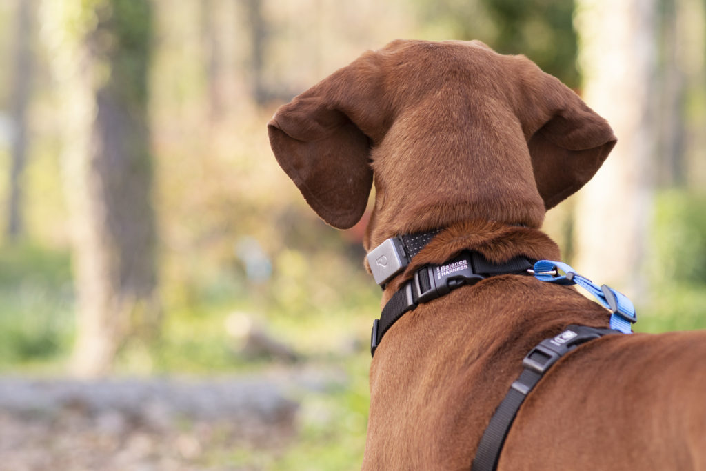 Collares GPS para Perros: Guía de Compra y Comparativa de Precios