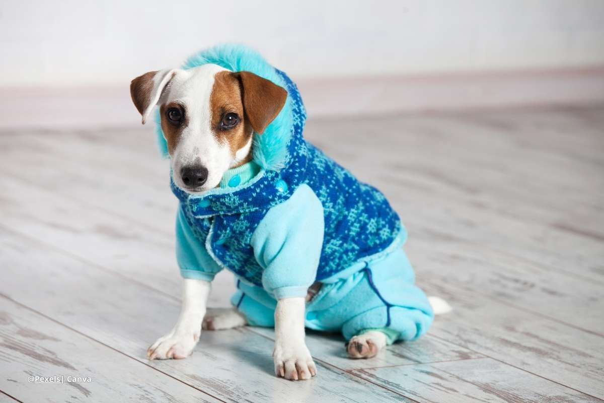 Ropa para Perros en Invierno: ¿Protección Necesaria o Simple Moda?
