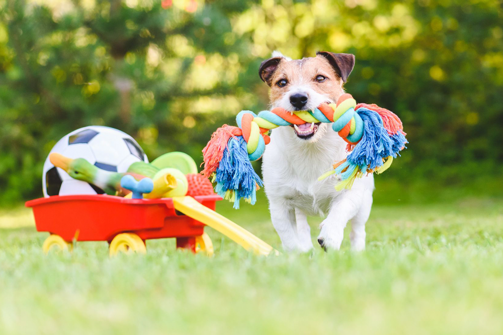 Juguetes Interactivos para Perros Aburridos o con Ansiedad por Separación